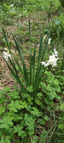 Narcissus papyraceus