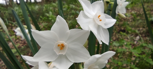 Narcissus papyraceus