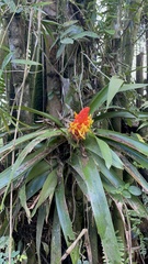 Guzmania berteroniana