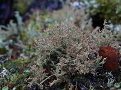 Cladonia squamosa