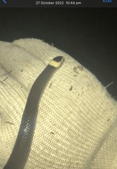 Cacophis harriettae