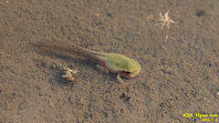 Hyla suweonensis