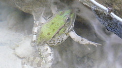 Pelophylax kurtmuelleri