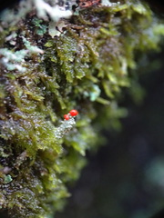 Cladonia bellidiflora