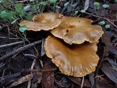 Omphalotus olivascens