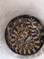 Pituophis deppei