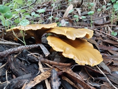 Omphalotus olivascens