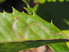 Phytomyza opacae