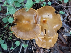 Omphalotus olivascens