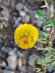Vachellia flava