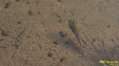 Hyla suweonensis