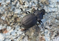 Carabus lusitanicus