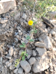 Vachellia flava