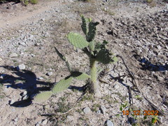 Opuntia lasiacantha