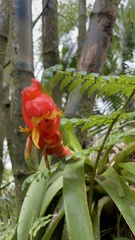 Guzmania berteroniana