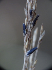 Claviceps purpurea