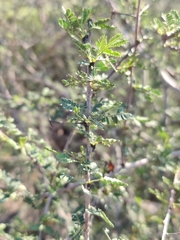 Vachellia flava