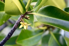 Rhizophora mucronata