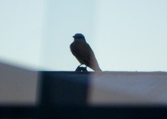 Tyrannus melancholicus