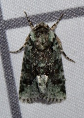 Lacinipolia explicata