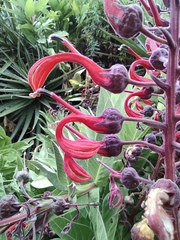 Lobelia tupa