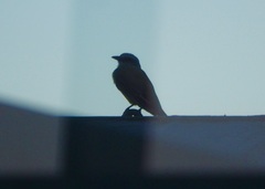 Tyrannus melancholicus