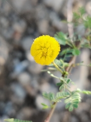 Vachellia flava