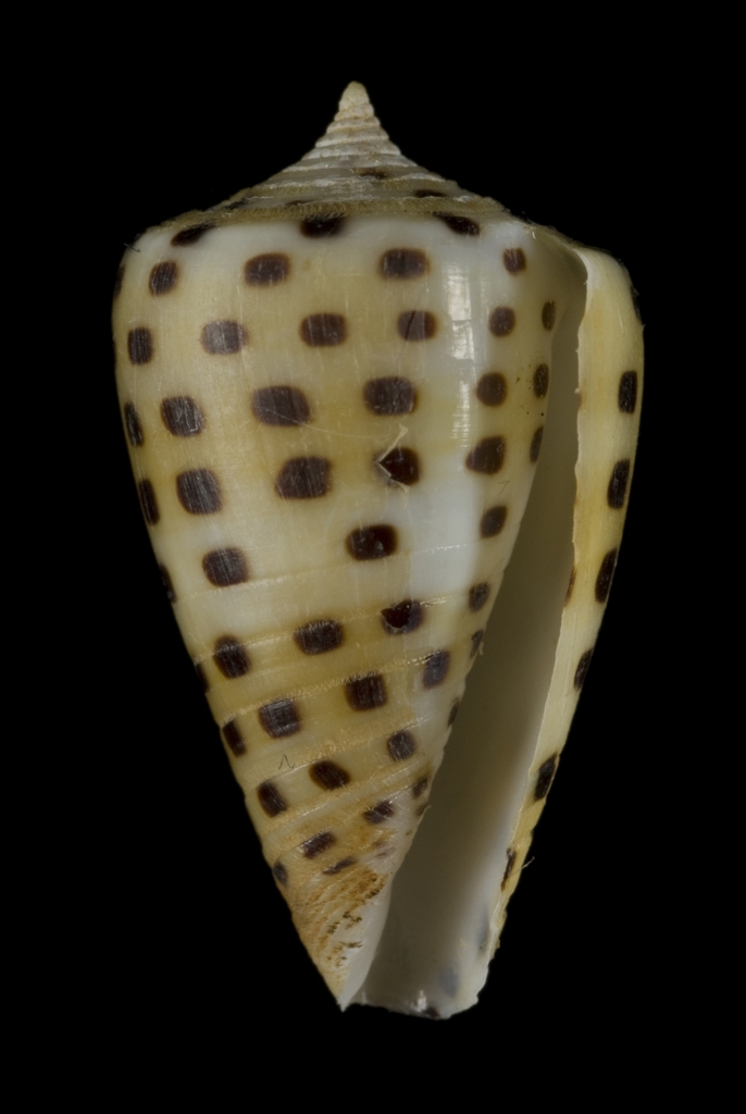 Ivory cone