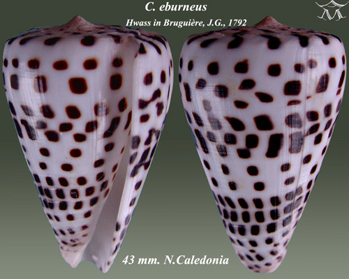 Ivory cone
