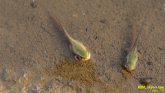 Hyla suweonensis