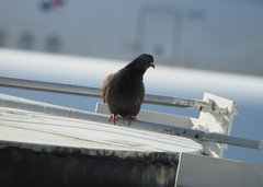 Columba livia domestica