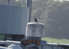 Columba livia domestica