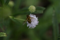 Syrphus
