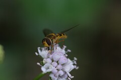 Syrphus