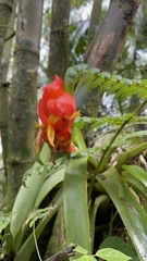 Guzmania berteroniana