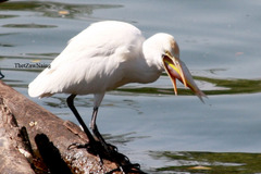 Bubulcus ibis coromandus