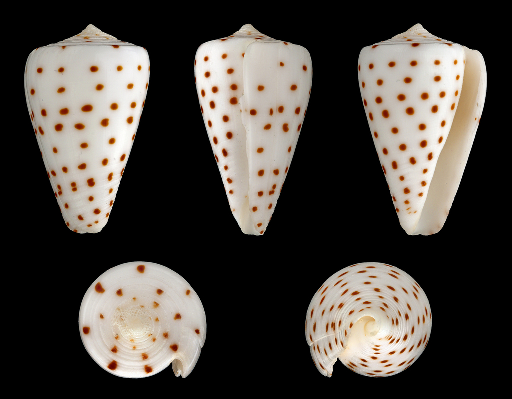 ivory cone