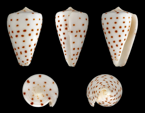 Ivory Cone
