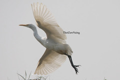 Bubulcus ibis coromandus