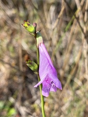 Physostegia purpurea