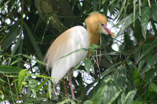 Eastern Cattle-Egret