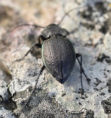 Carabus lusitanicus