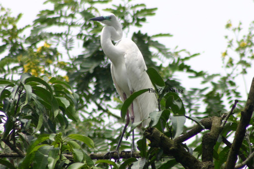 Great Egret