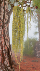 Usnea articulata