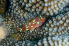 Sebastapistes cyanostigma