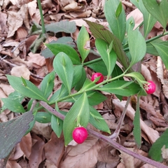 Ruscus hypoglossum