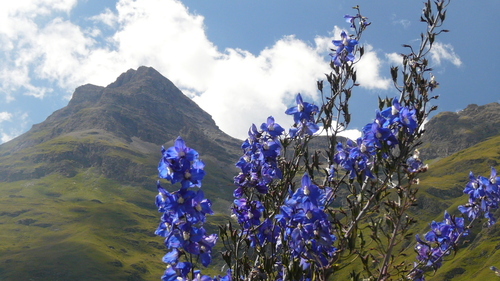 Delphinium elatum
