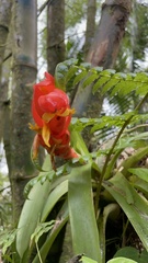Guzmania berteroniana