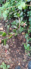 Cotyledon woodii
