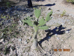 Opuntia lasiacantha